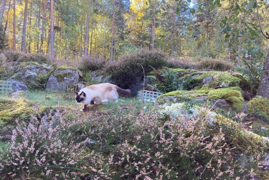 Cabin In The Woods, Close To Lake Maelaren Eskilstuna Extérieur photo